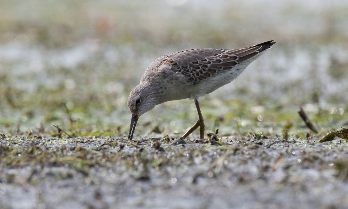 Stilt Sandpiper - Chris Wood