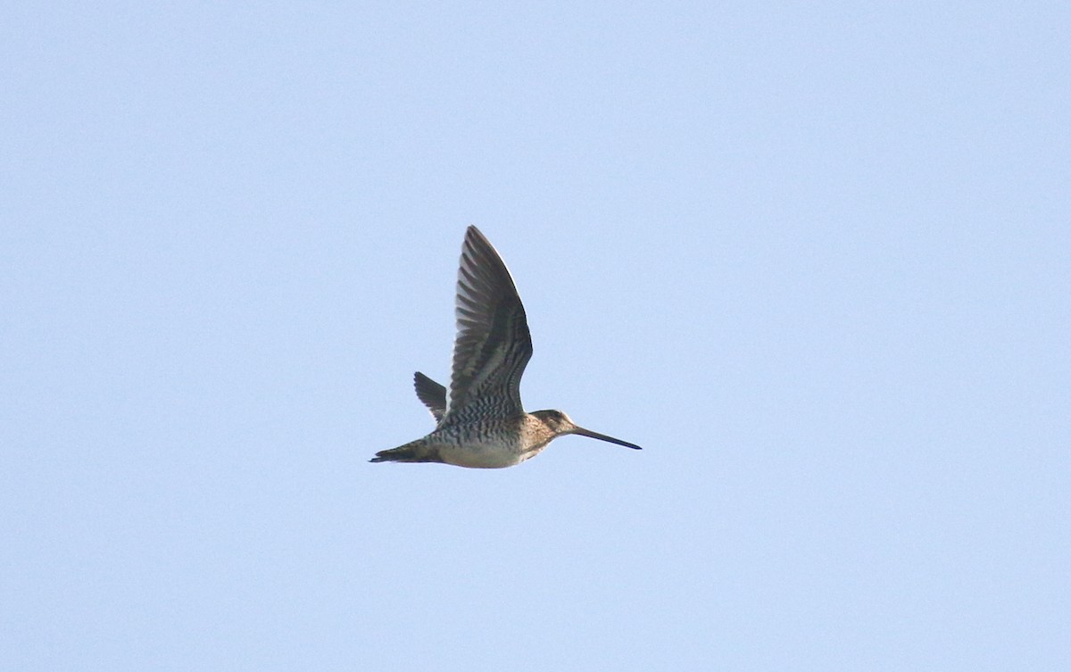 Common Snipe - ML278004391