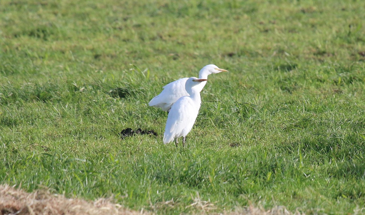 Western Cattle Egret - ML278004451