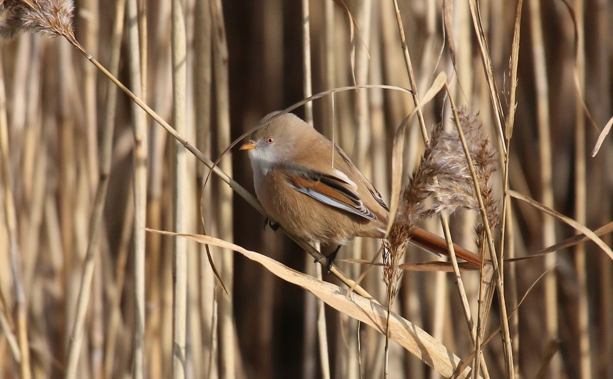 Bearded Reedling - ML278004481