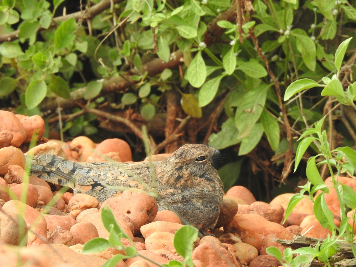 Savanna Nightjar - Dr Baba  Buden