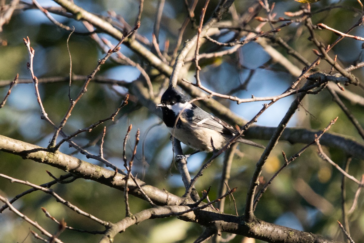 Coal Tit - ML278005611