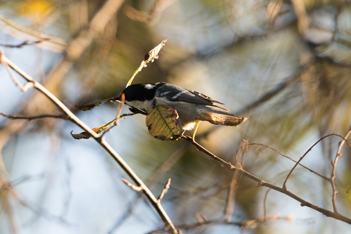 Coal Tit - ML278005761