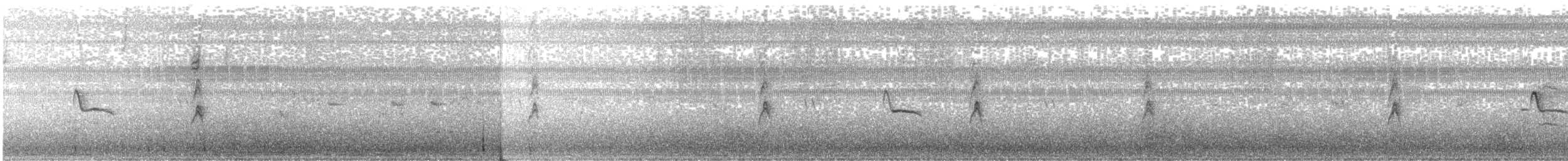 Black Phoebe - ML278006841