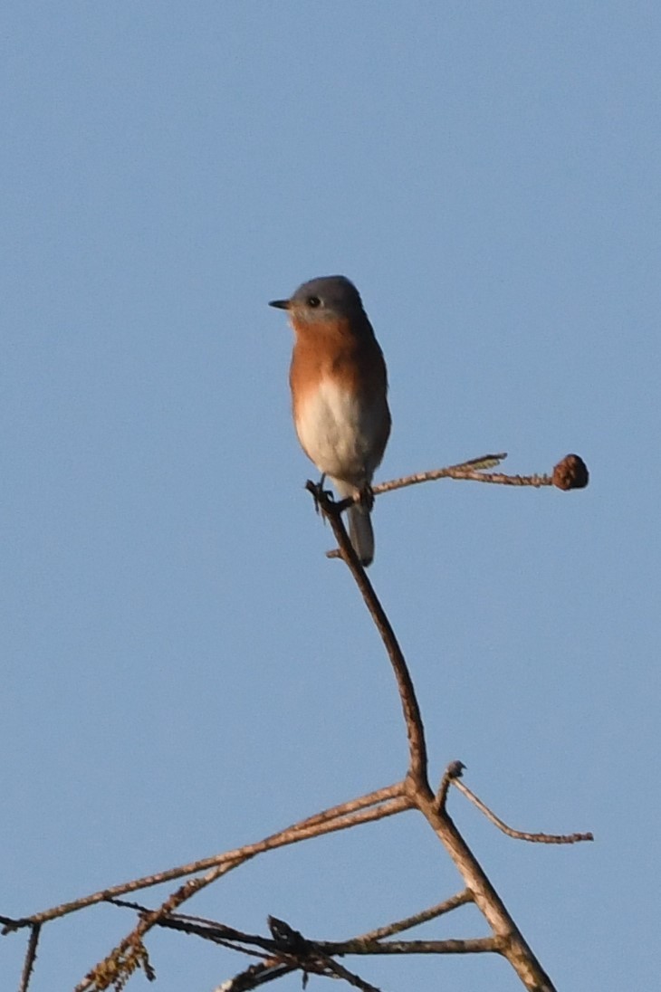 Eastern Bluebird - ML278007381