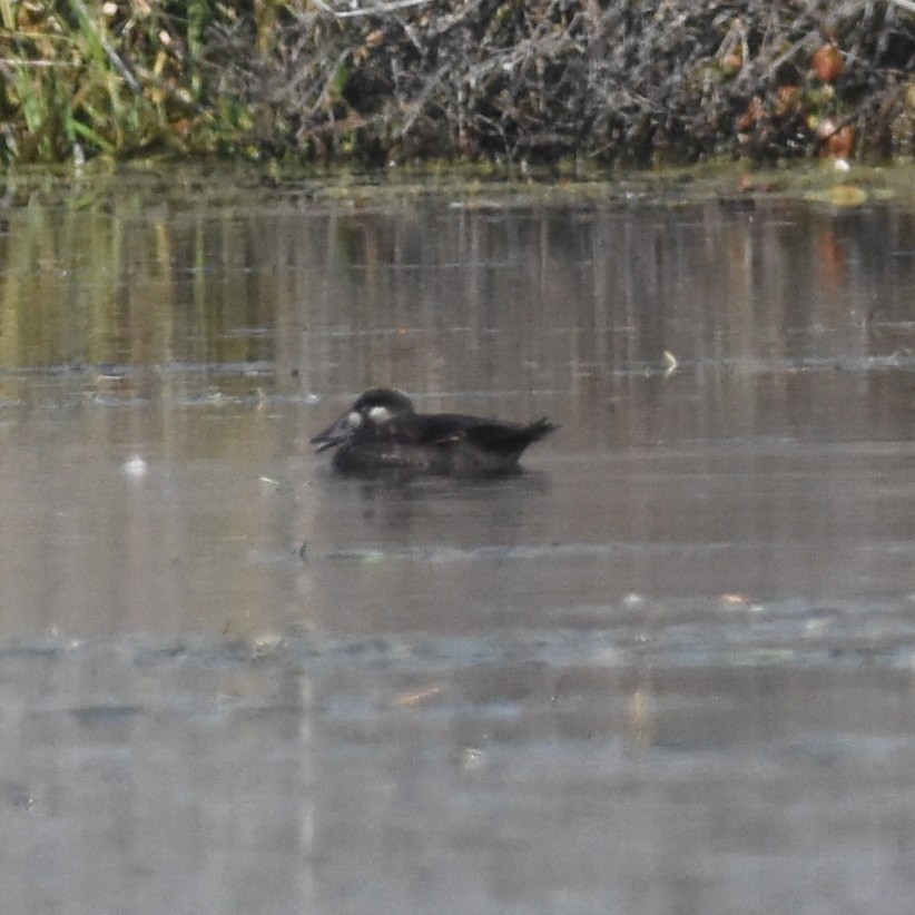 Surf Scoter - ML278009801