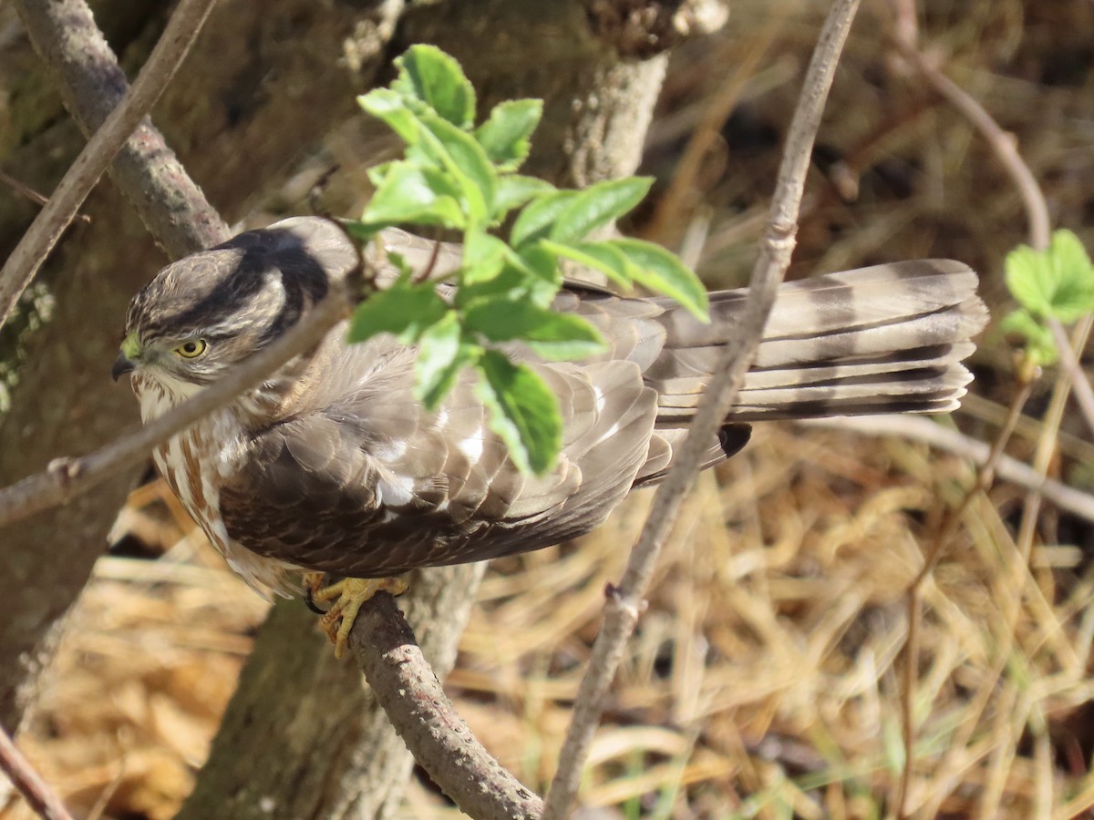 Sharp-shinned Hawk - Alane Gray