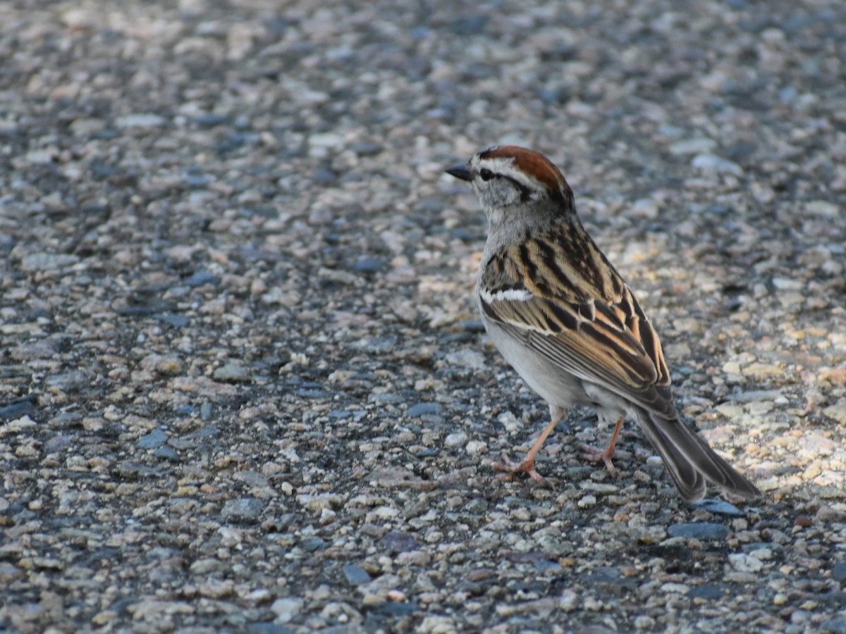 Chipping Sparrow - Tyler Ekholm