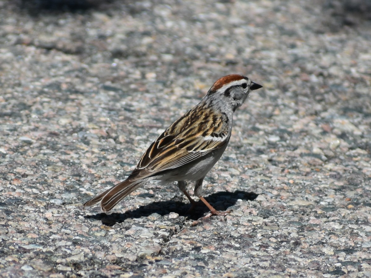 Chipping Sparrow - ML278012631