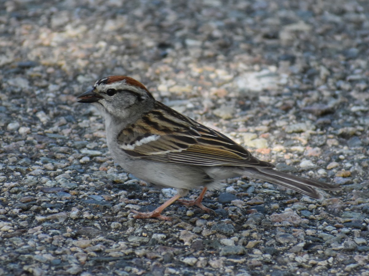 Chipping Sparrow - ML278012641