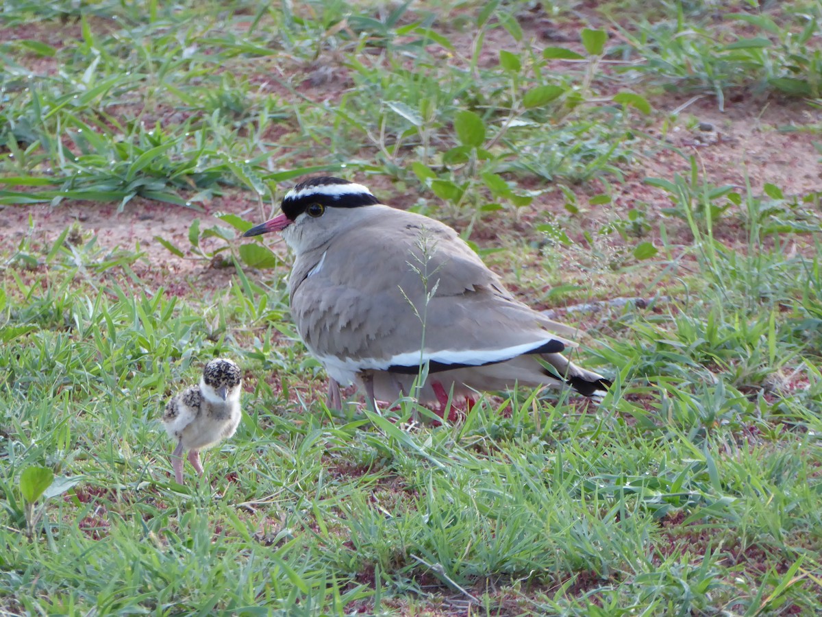 Crowned Lapwing - ML278012961