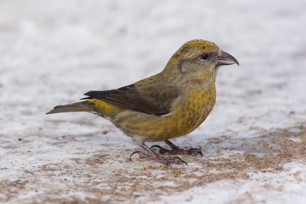 Red Crossbill - ML27801301