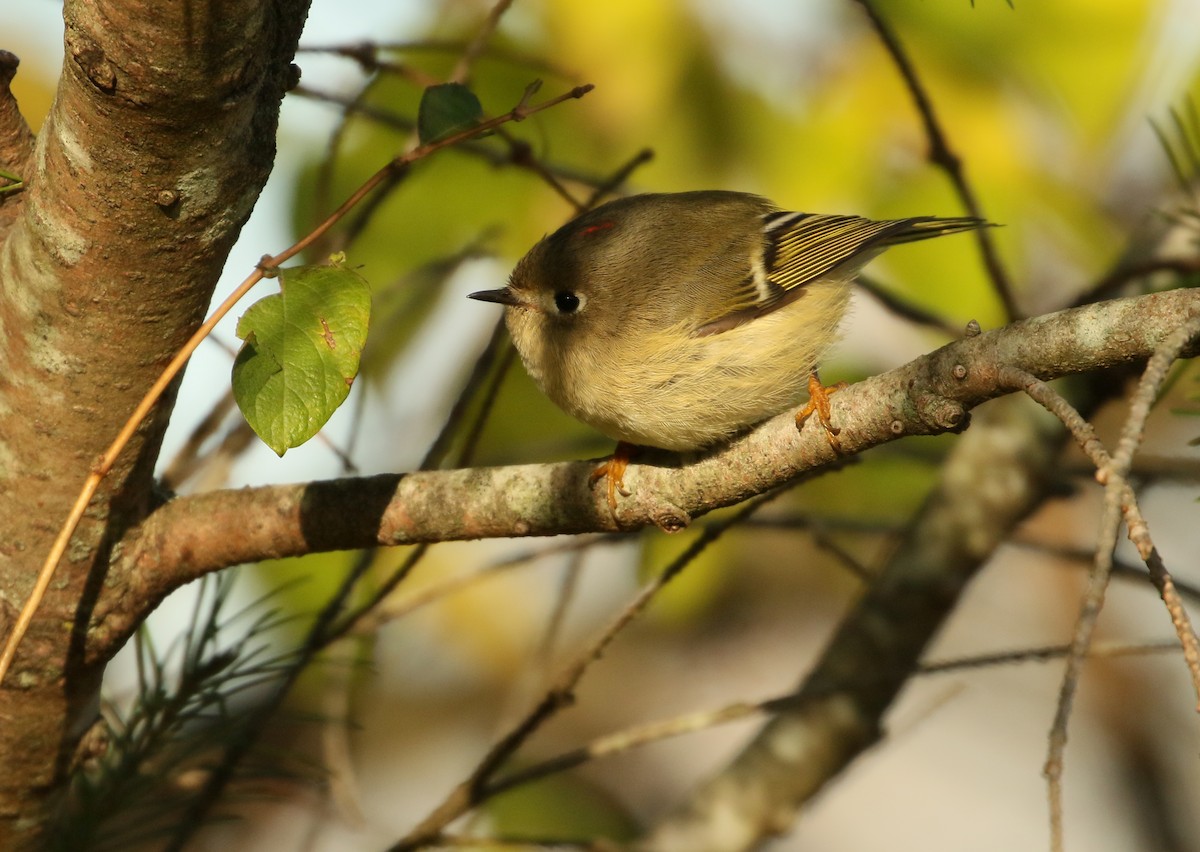 Ruby-crowned Kinglet - ML278013111