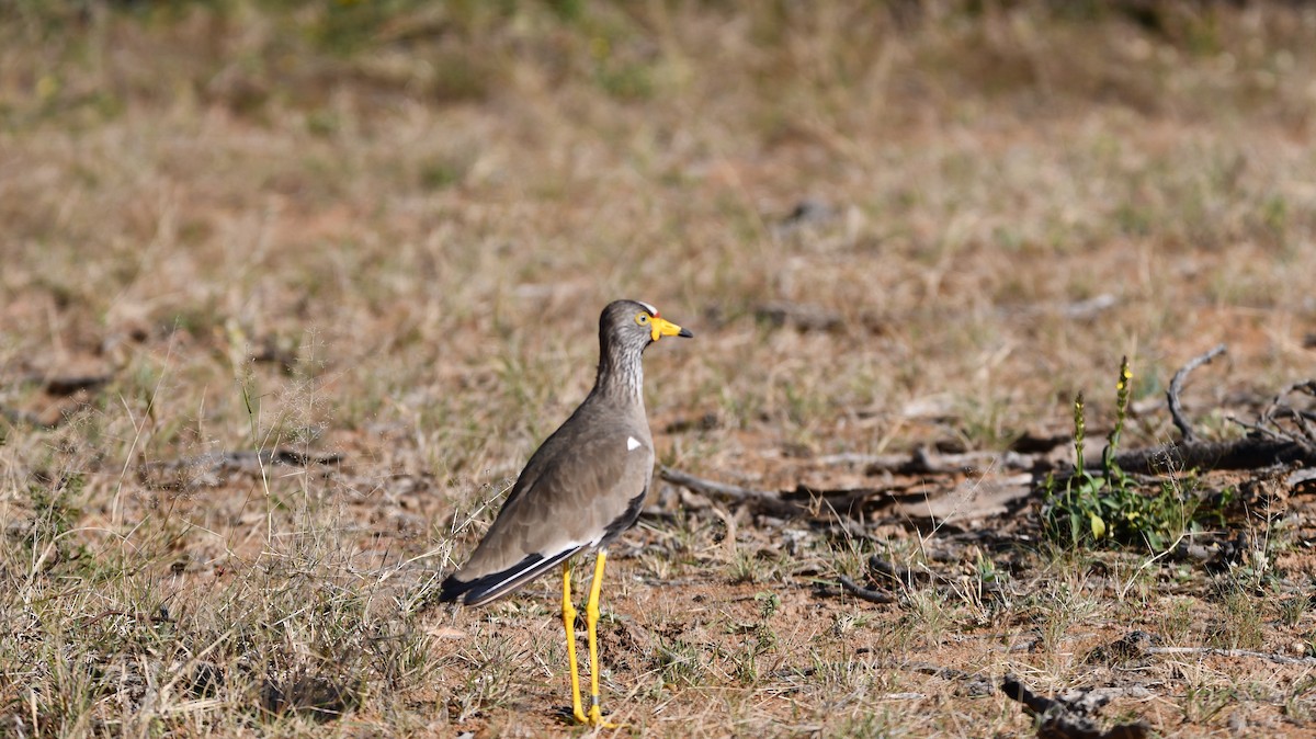 Wattled Lapwing - ML278013561