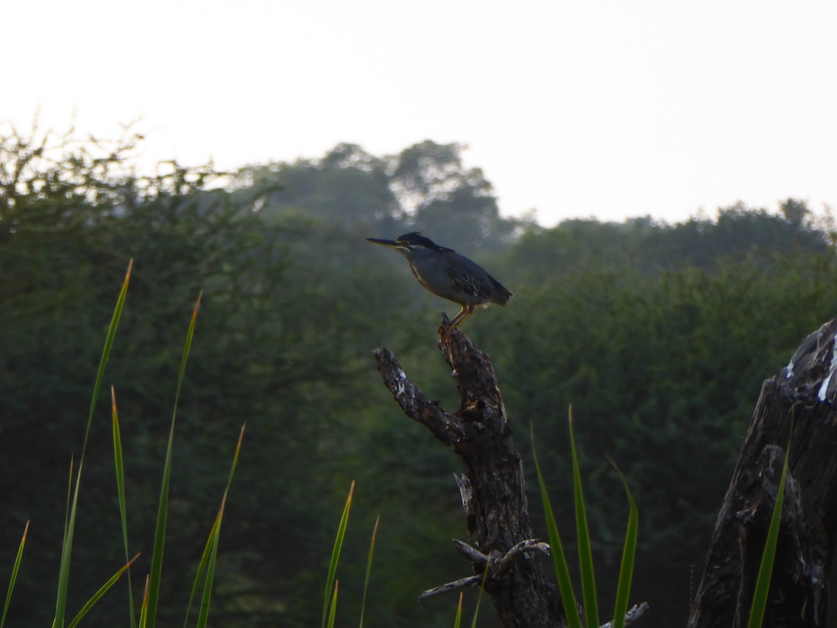 Striated Heron - ML278013941