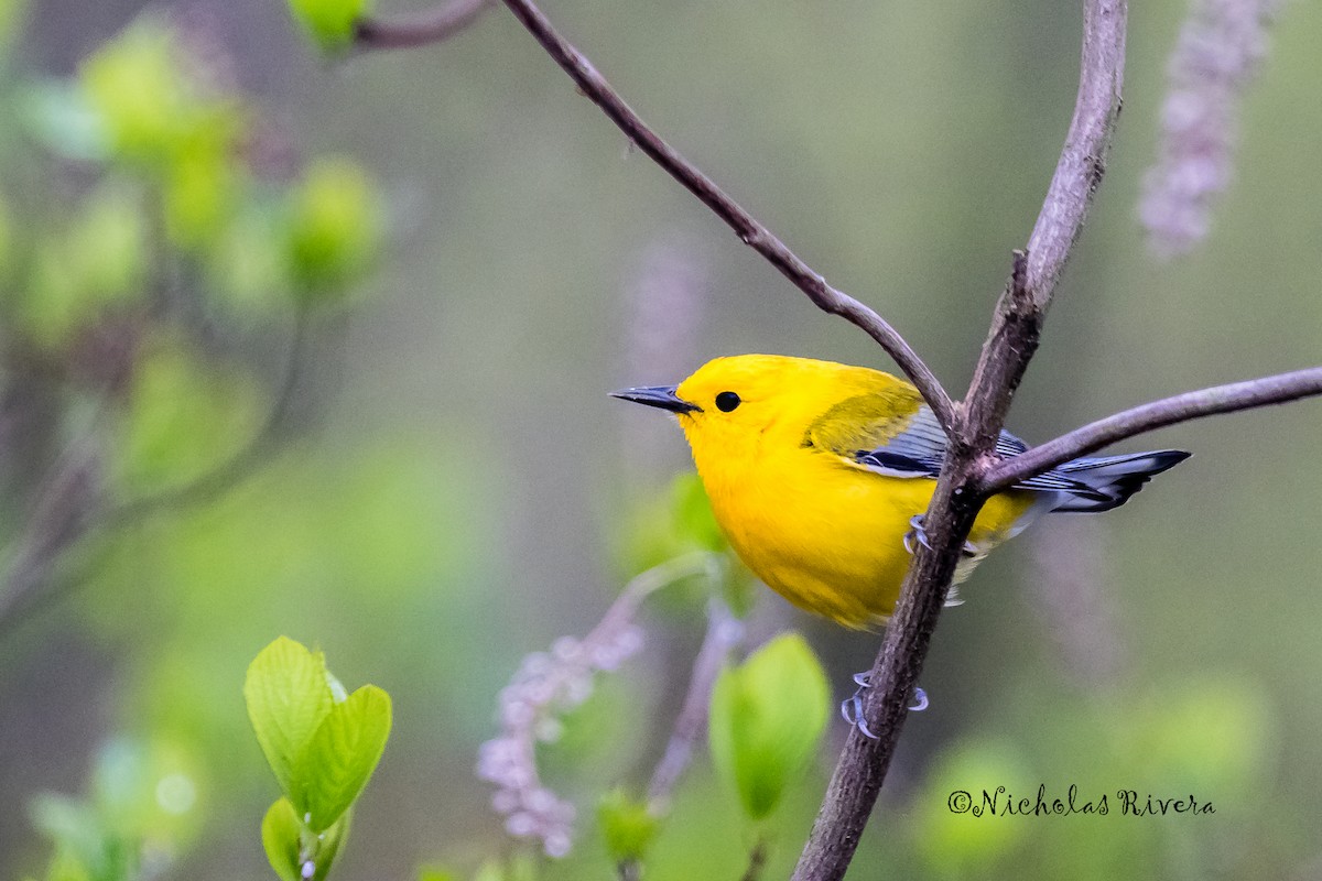 Prothonotary Warbler - ML27801541