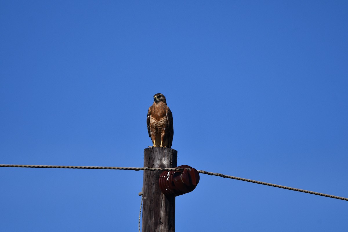 Common Buzzard (Steppe) - ML278015431