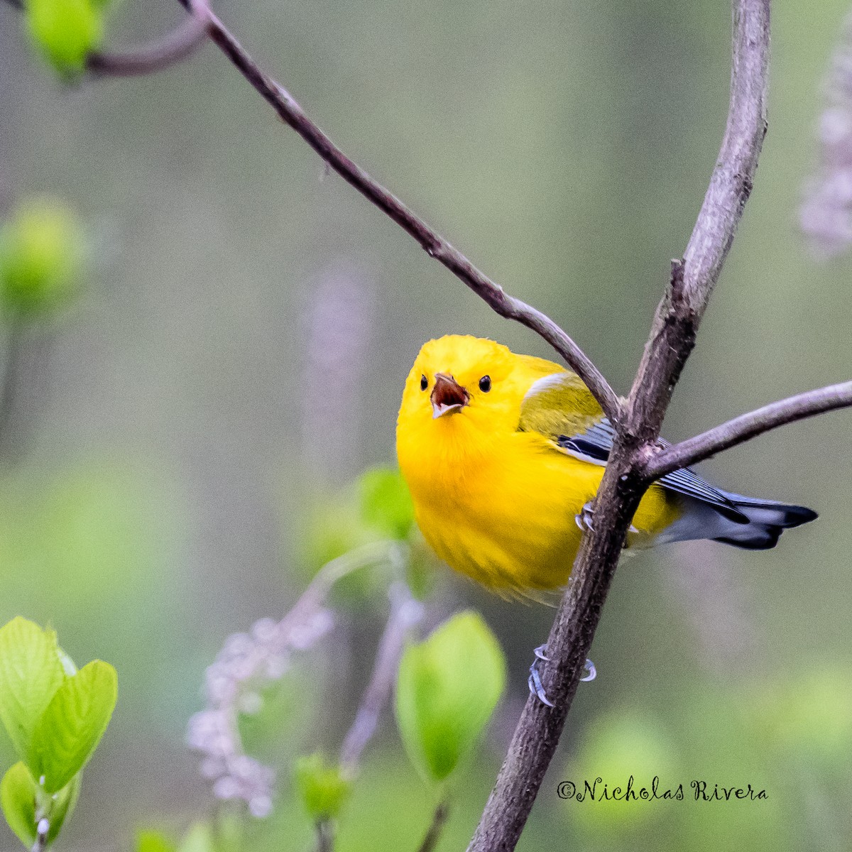 Prothonotary Warbler - ML27801561