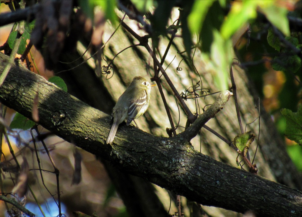 Western Flycatcher (Pacific-slope) - ML278015691