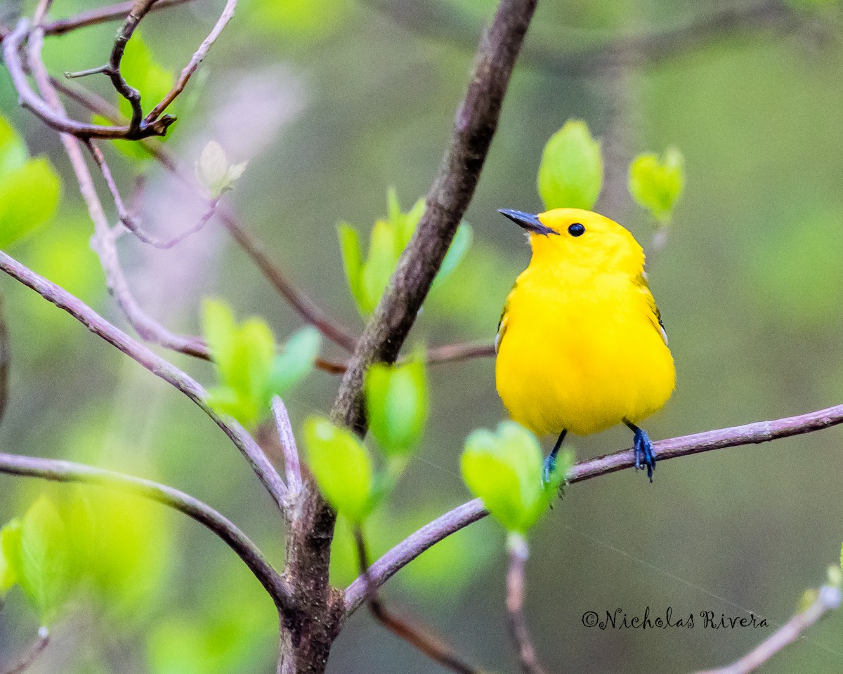 Prothonotary Warbler - ML27801571