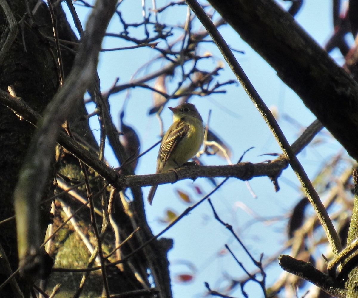 Western Flycatcher (Pacific-slope) - ML278015711