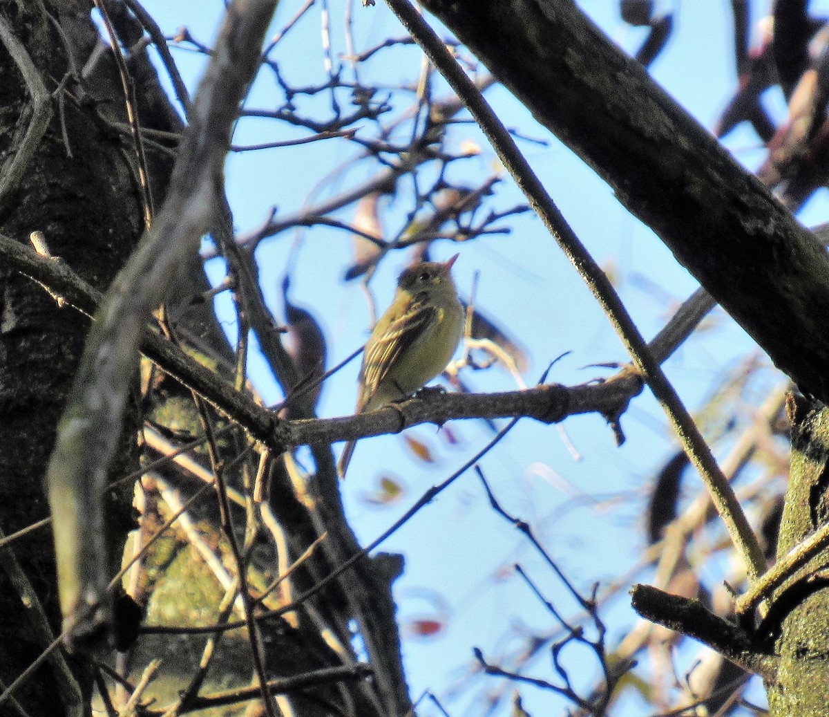 Western Flycatcher (Pacific-slope) - ML278015751