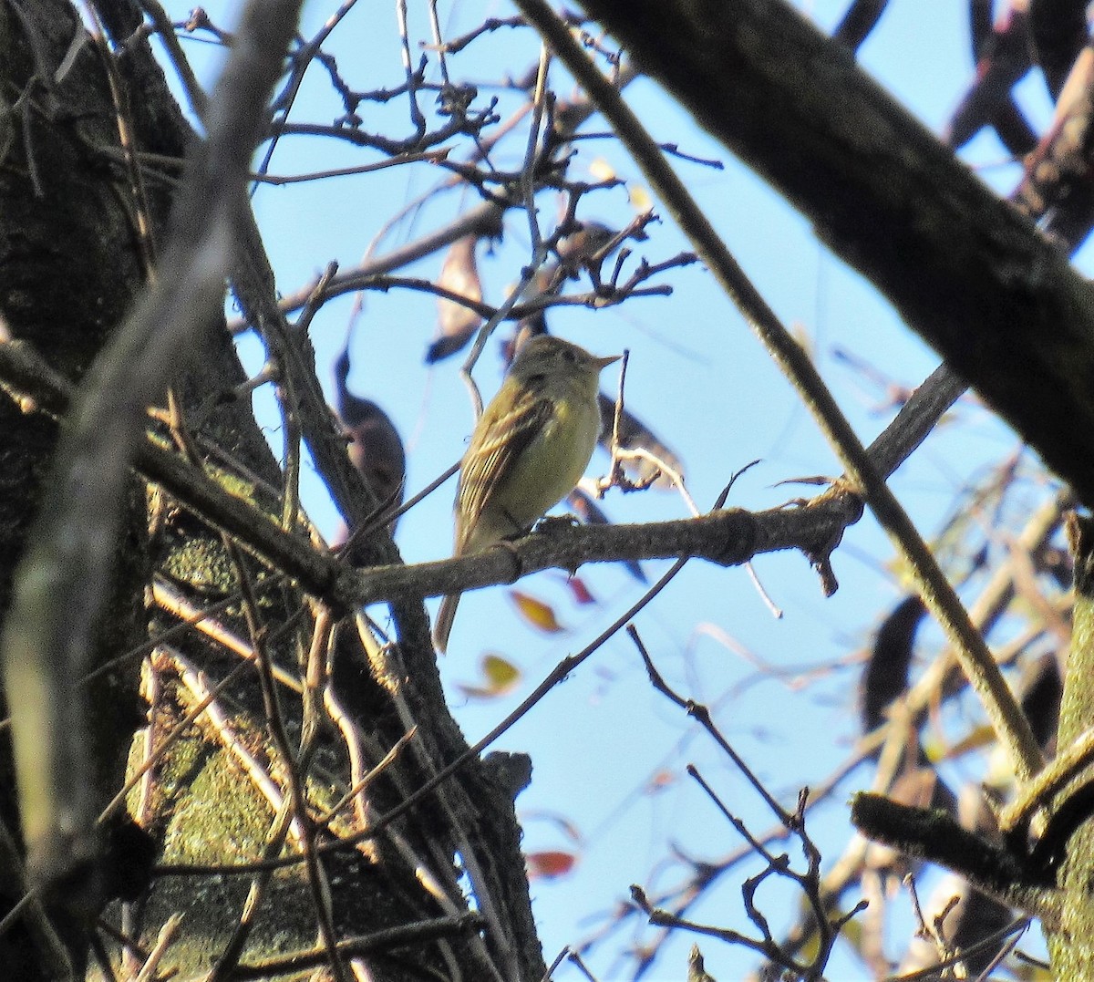 Western Flycatcher (Pacific-slope) - ML278015831