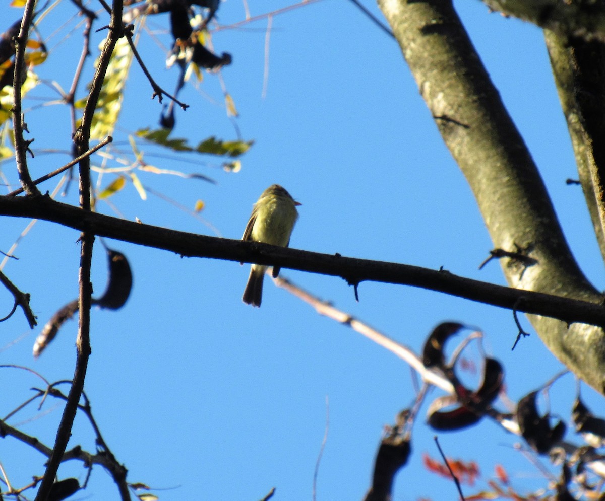 Western Flycatcher (Pacific-slope) - ML278015891