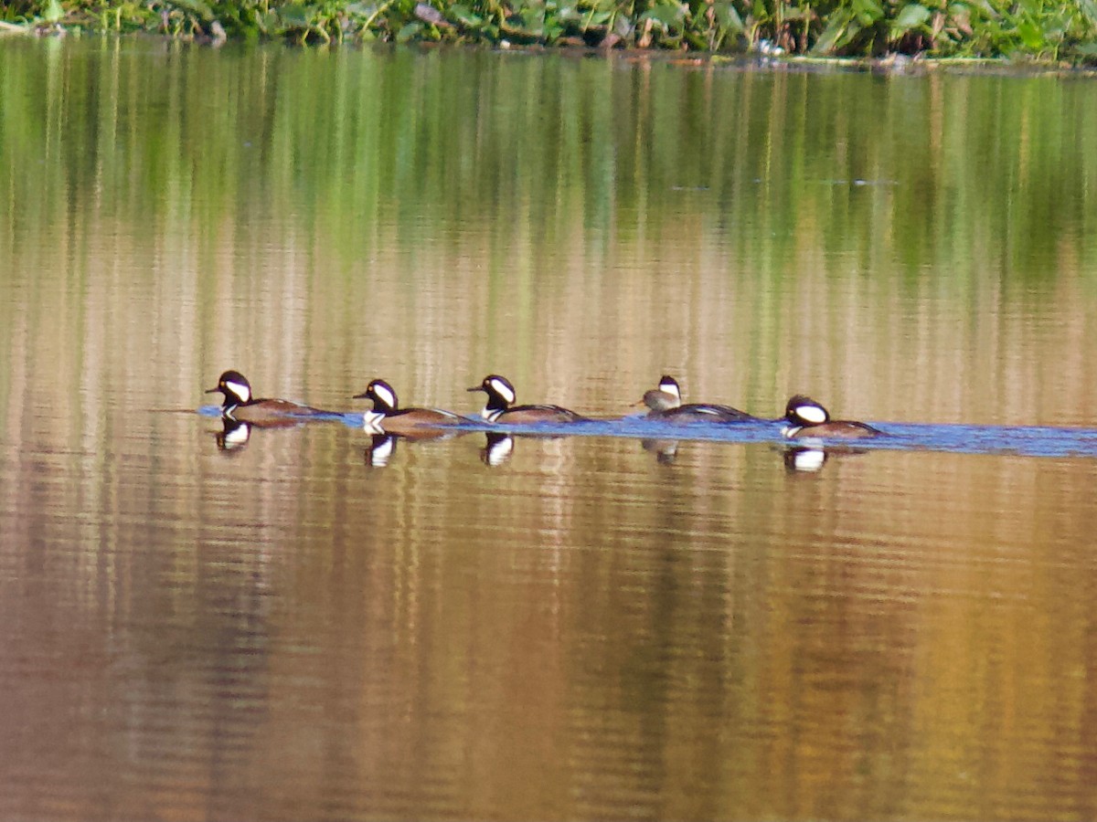 Hooded Merganser - ML278016541