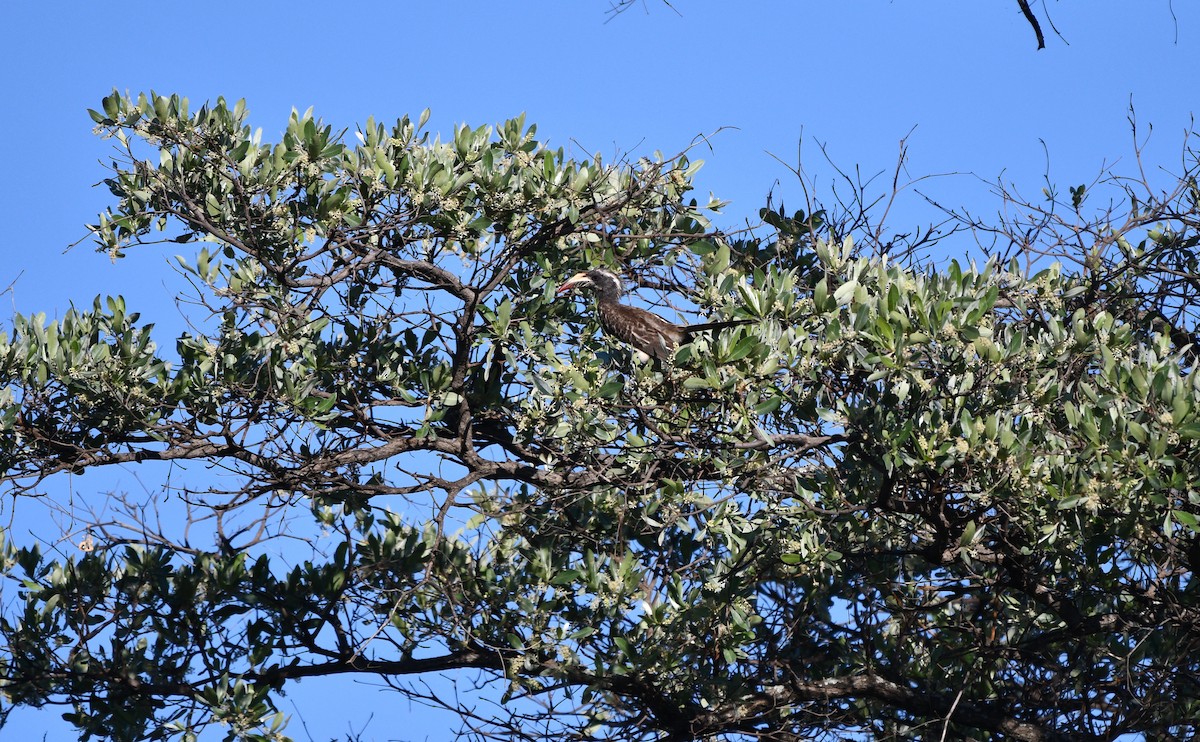 African Gray Hornbill - ML278016591