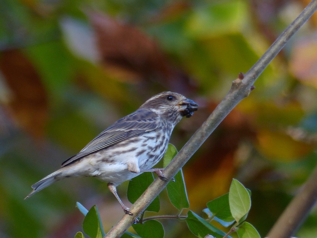 Purple Finch - ML278017401