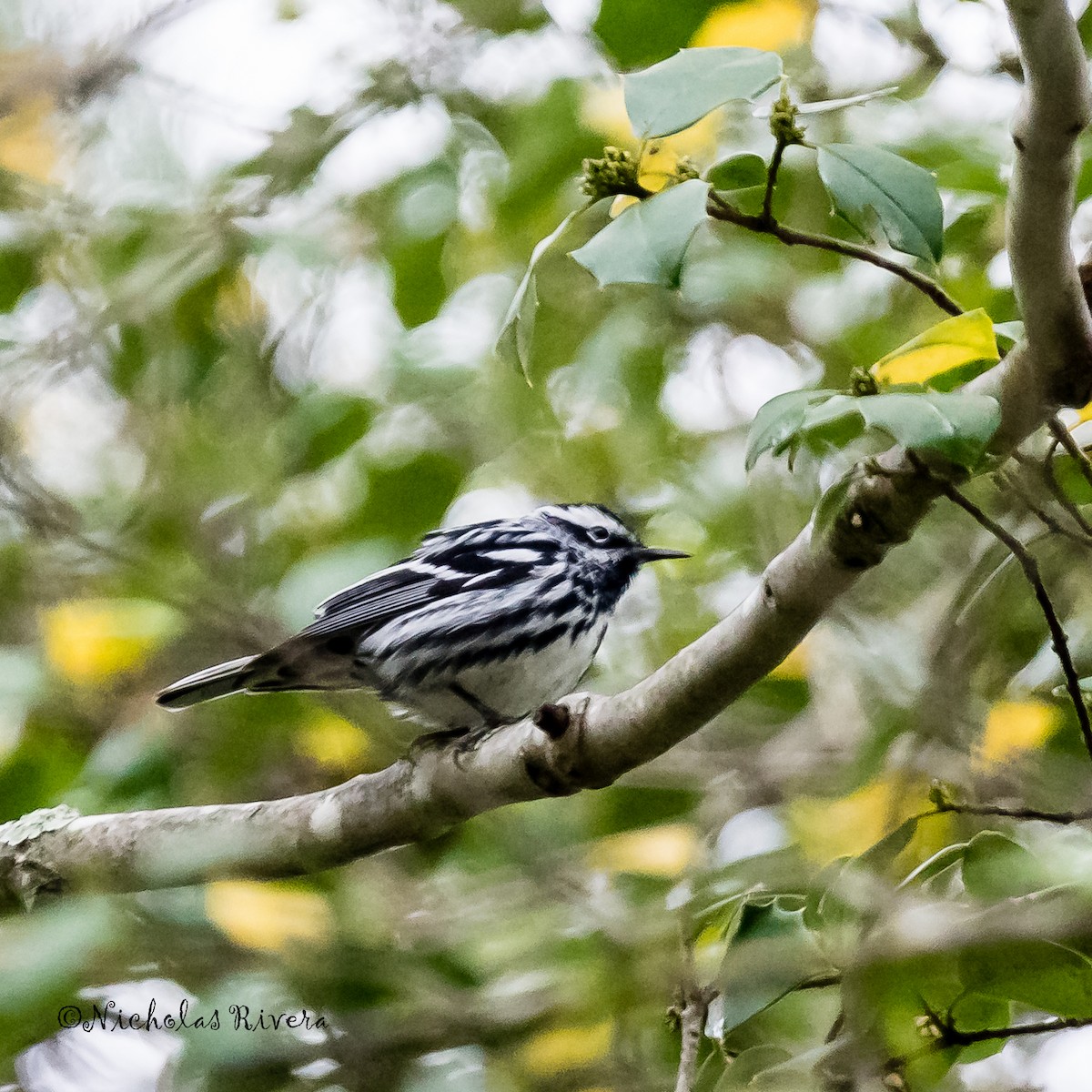 Black-and-white Warbler - ML27801791