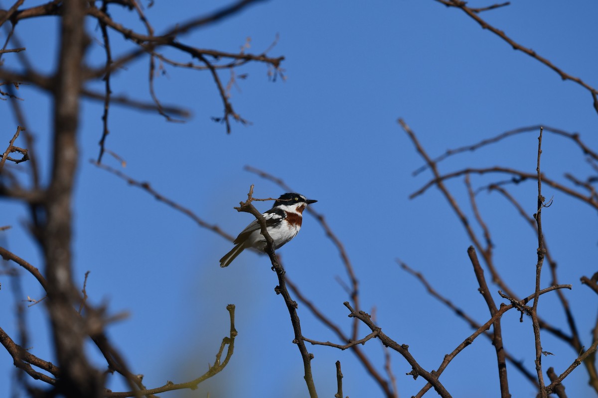 Chinspot Batis - ML278018311