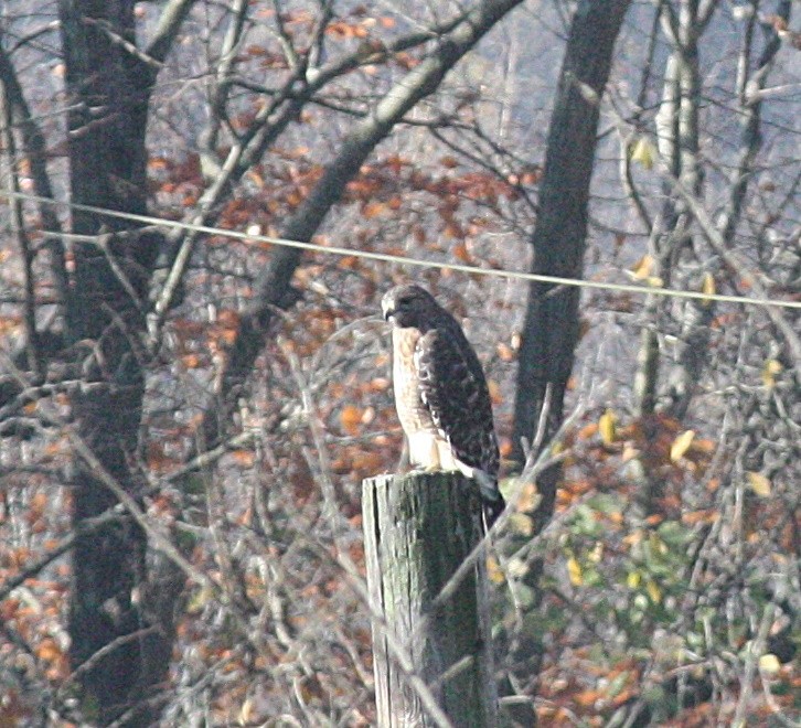 Red-shouldered Hawk - ML278019021