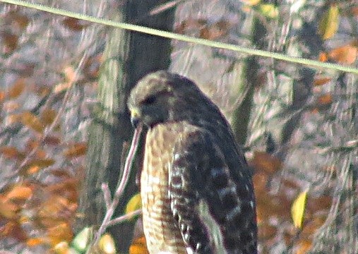 Red-shouldered Hawk - ML278019161
