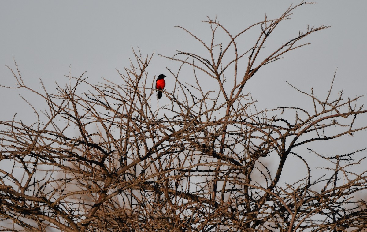 Crimson-breasted Gonolek - ML278019241