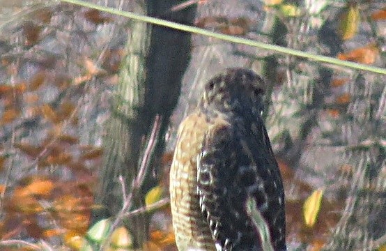 Red-shouldered Hawk - ML278019271