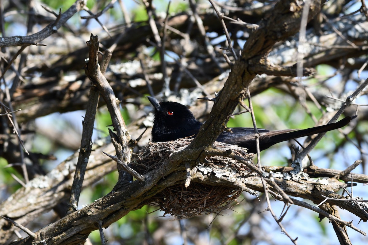 Fork-tailed Drongo - ML278020251