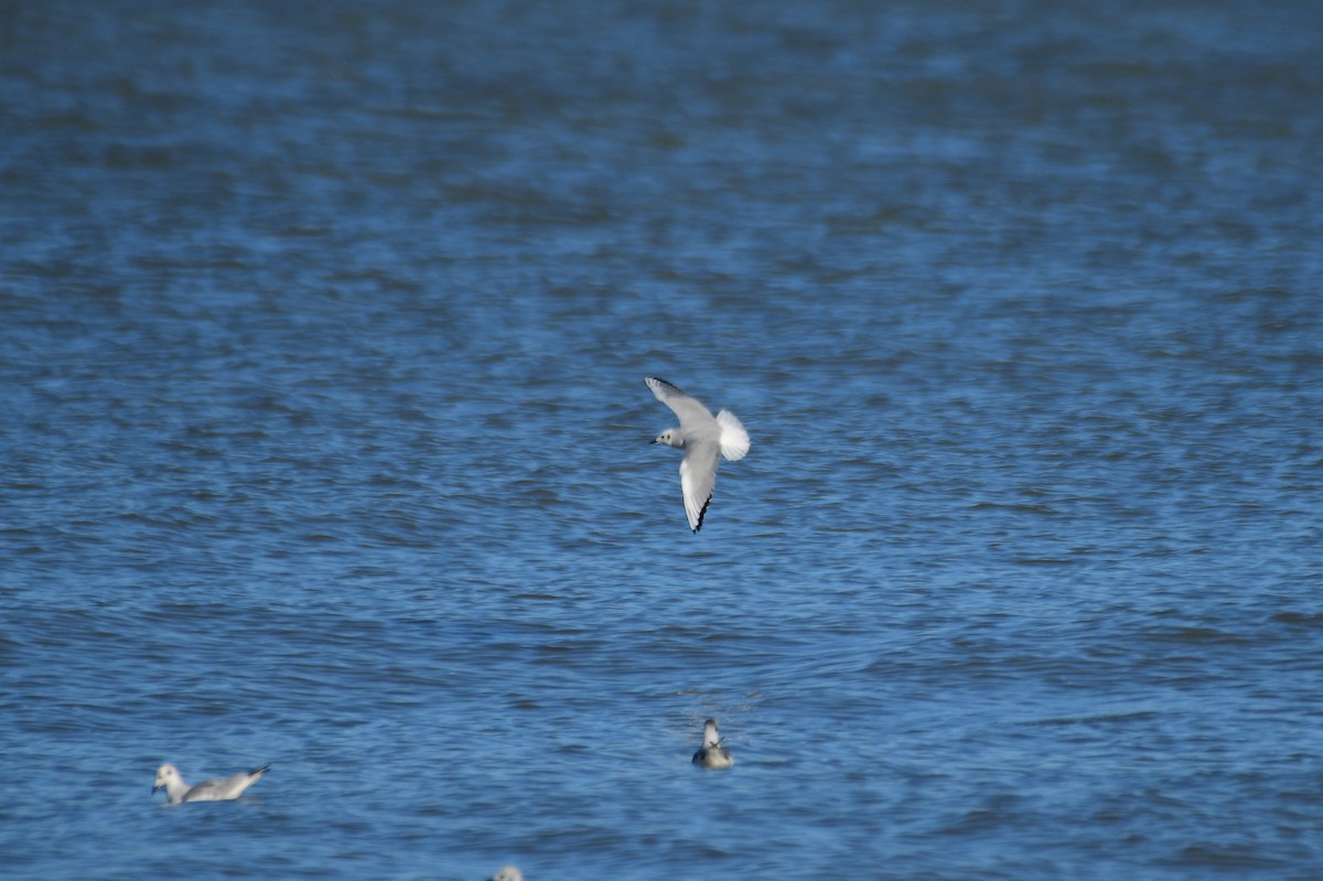 Mouette de Bonaparte - ML278020771