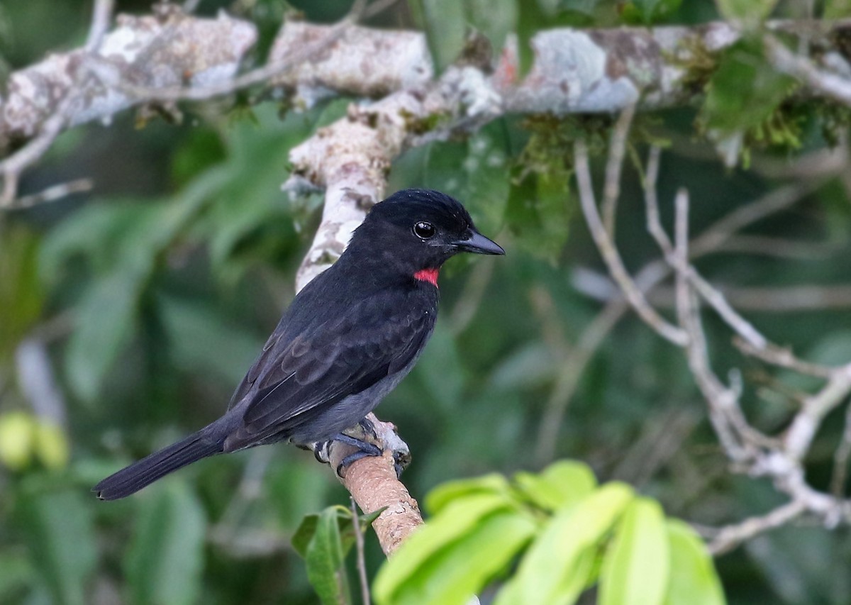 Pink-throated Becard - Andrew Spencer