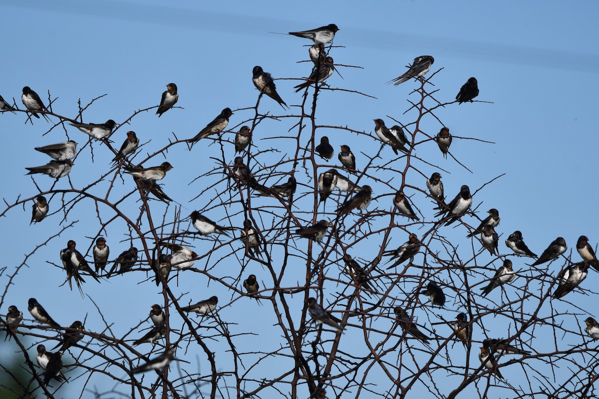 Barn Swallow - ML278022431