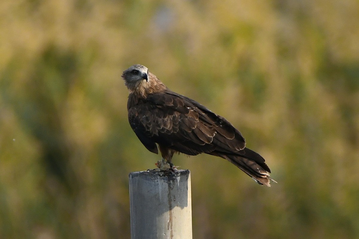 Black Kite - ML278022761