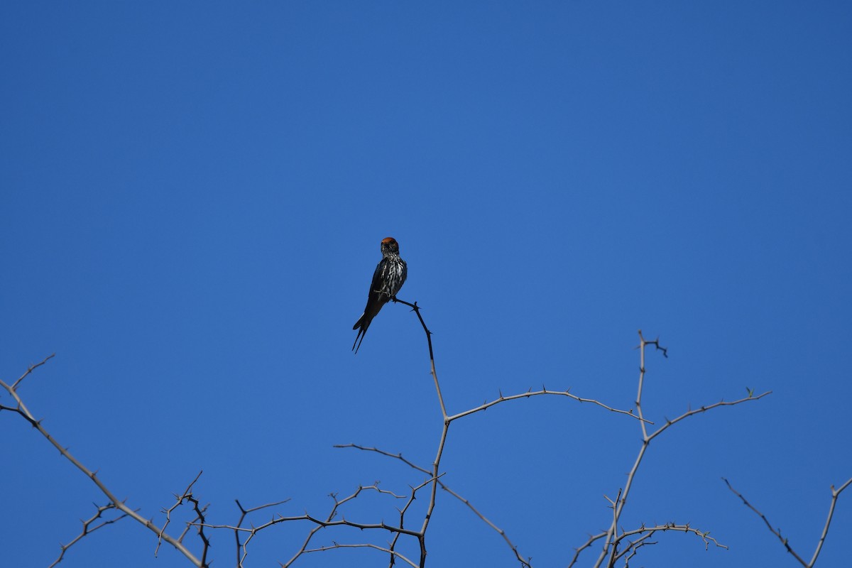 Lesser Striped Swallow - ML278022851