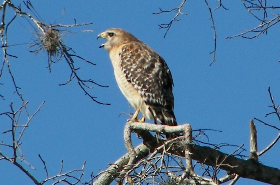 Red-shouldered Hawk (lineatus Group) - Bill Pranty