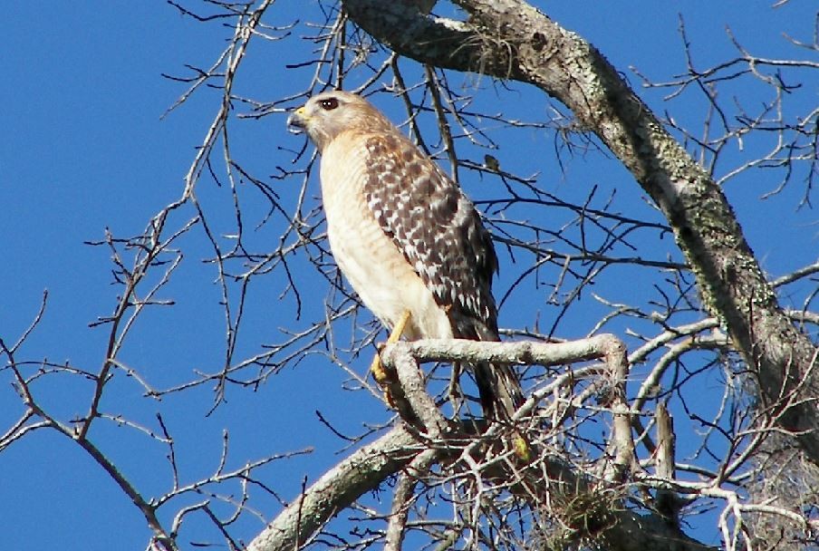 Red-shouldered Hawk (lineatus Group) - Bill Pranty