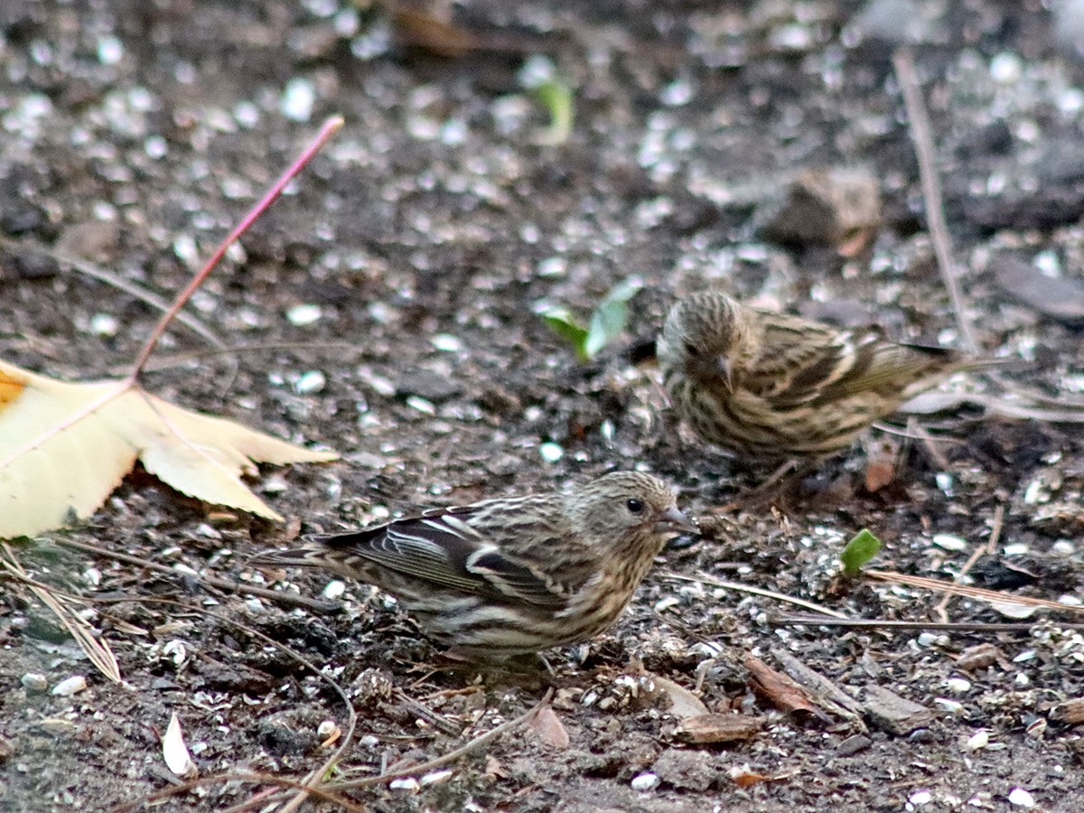 Pine Siskin - Sherry Plessner