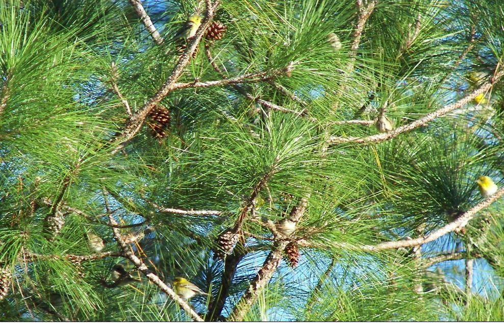 Pine Warbler - Bill Pranty