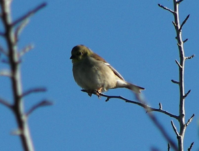 American Goldfinch - ML27802381