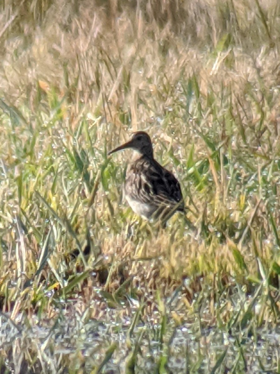 Bécasseau à poitrine cendrée - ML278025491