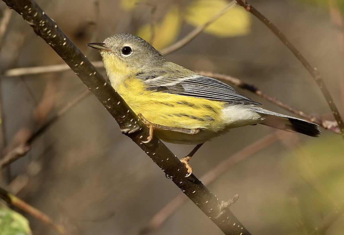 Magnolia Warbler - R. Stineman